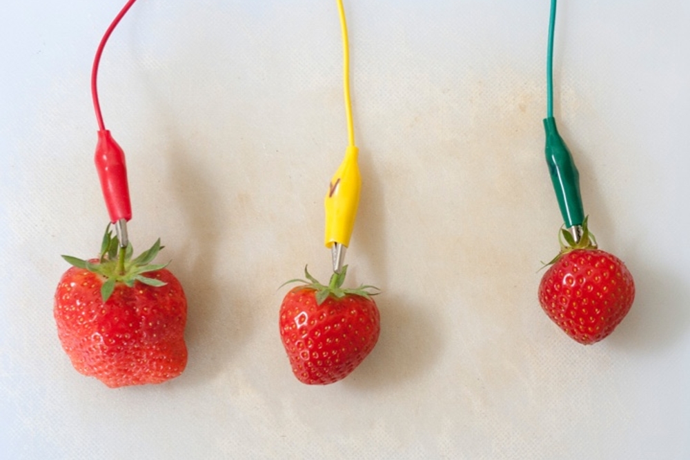 Thumbnail of three strawberries, each with an electrical cable attached