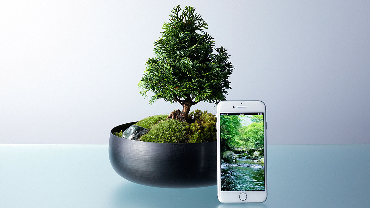 bonsai tree and a mobile phone with an app next to it