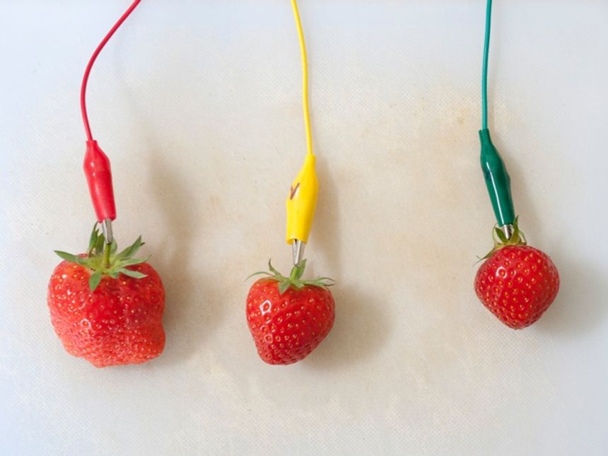 Thumbnail of three strawberries, each with an electrical cable attached