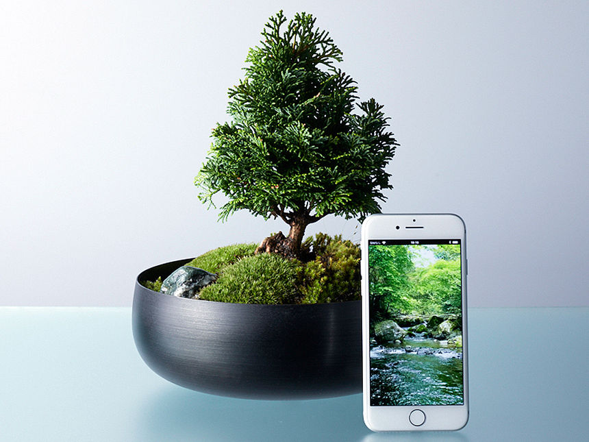 bonsai tree and a mobile phone with an app next to it