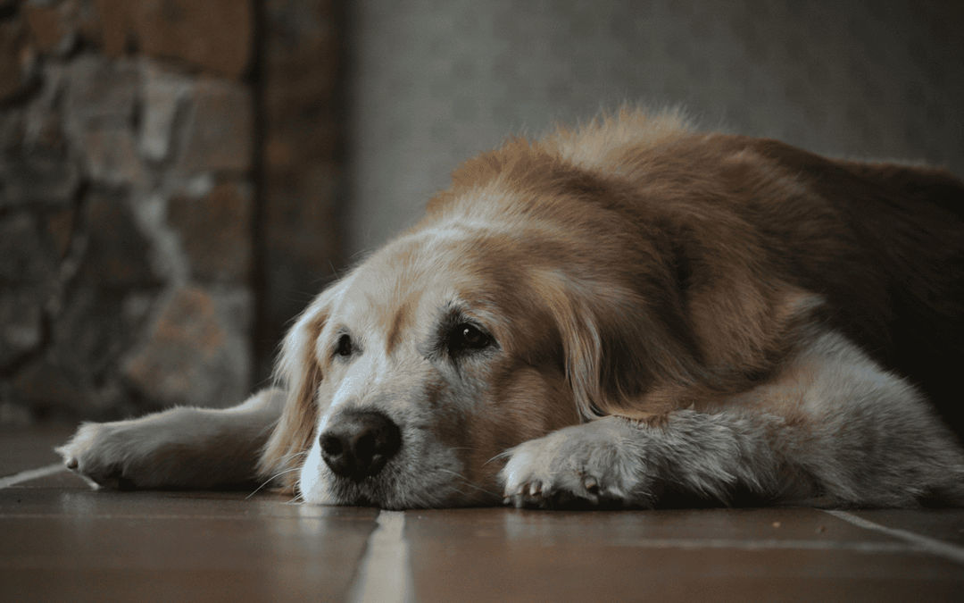 Maintain your senior dog's health with 10 essential diet tips, from balanced nutrition and omega-3s to joint supplements and hydration, ensuring they remain happy and active in their golden years.