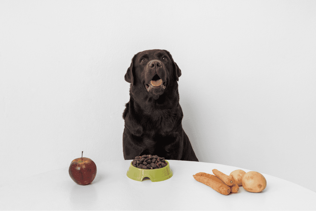 Discover 10 low-calorie diet tips to help overweight dogs lose weight, from portion control and lean protein to consistent feeding schedules and more.