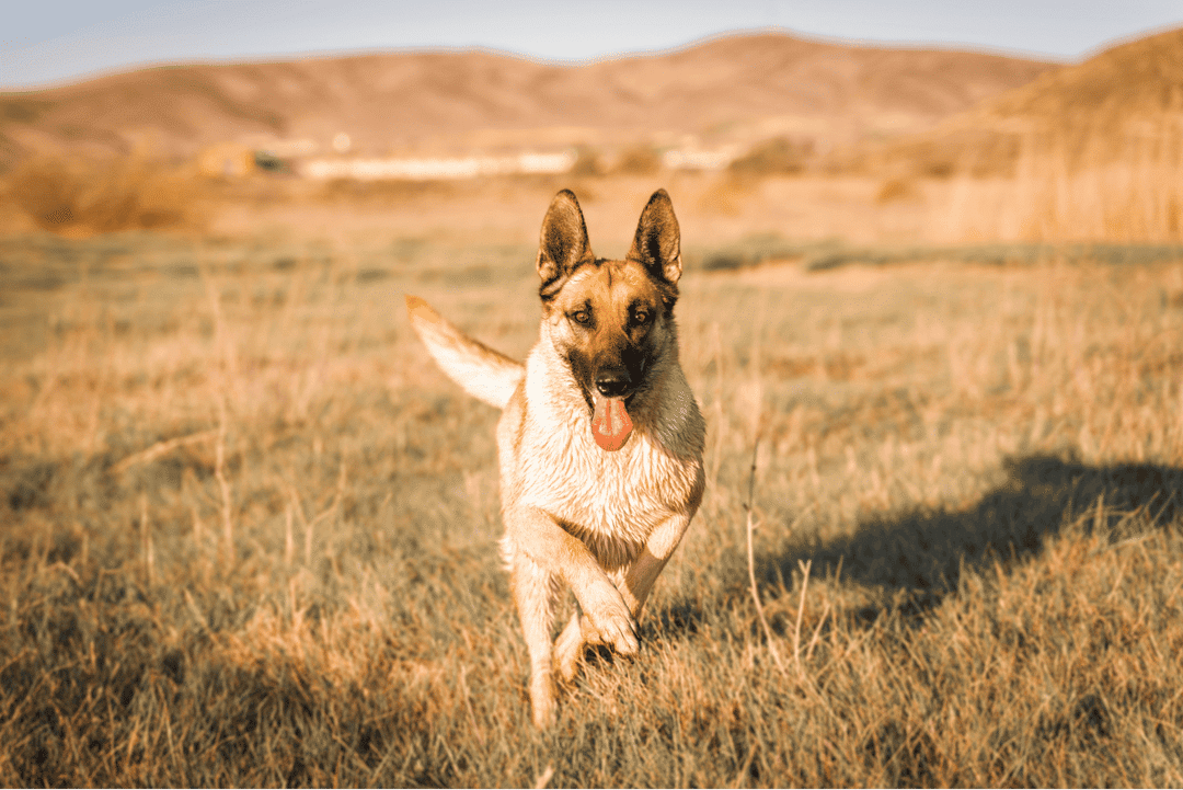 Top Noble Dog Breeds 2023 - Protectors & Companions