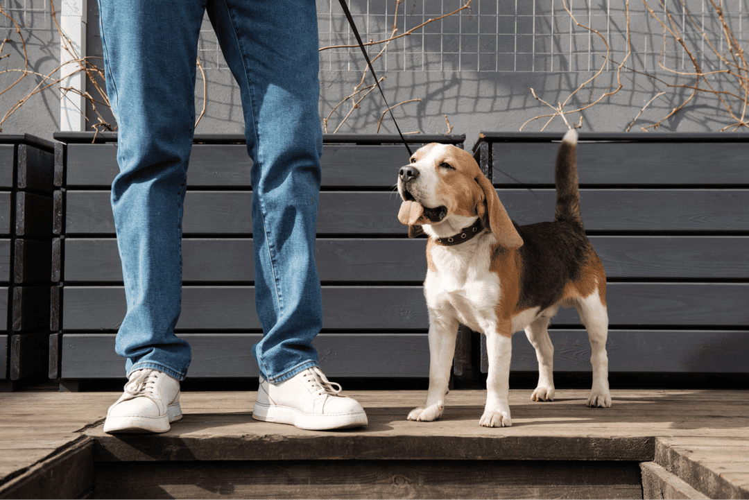 Learn the reasons behind leash pulling in dogs and discover five proven training techniques, including positive reinforcement, loose-leash walking, and professional support, to enhance your walking experience with your canine companion.