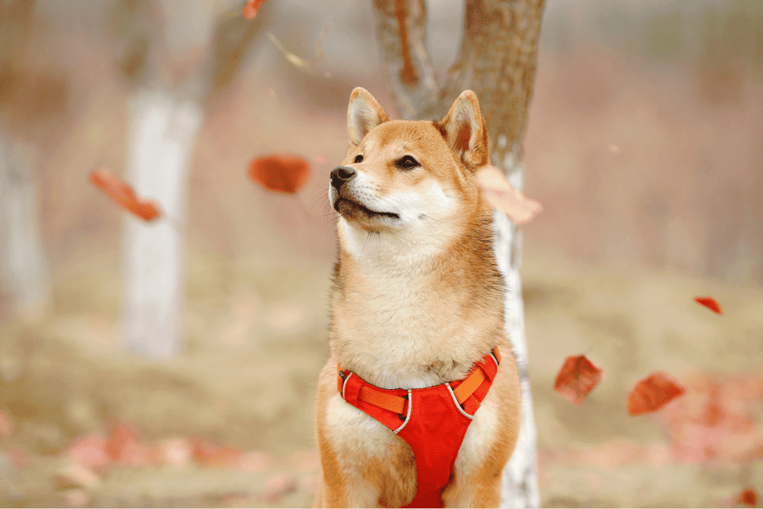 Explore key insights on adopting a Shiba Inu, including their distinct personality, health considerations, and care tips for prospective owners.
