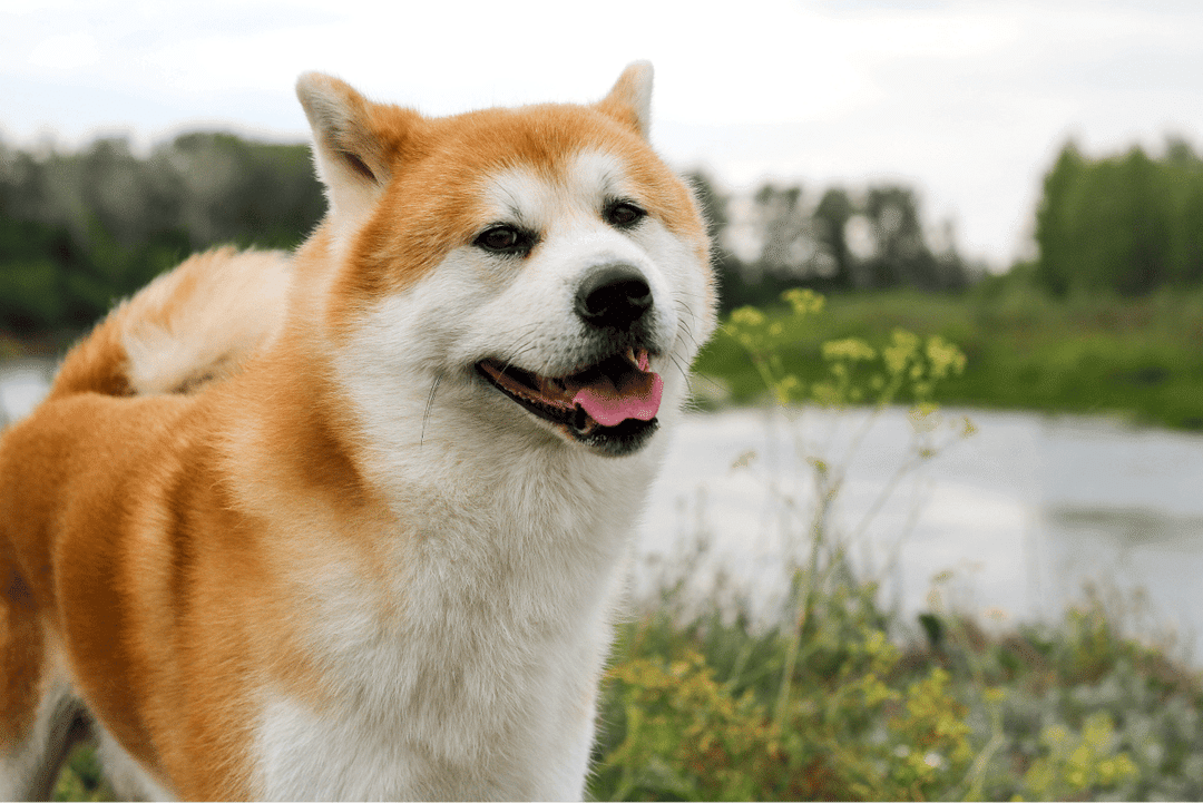 Akita.png