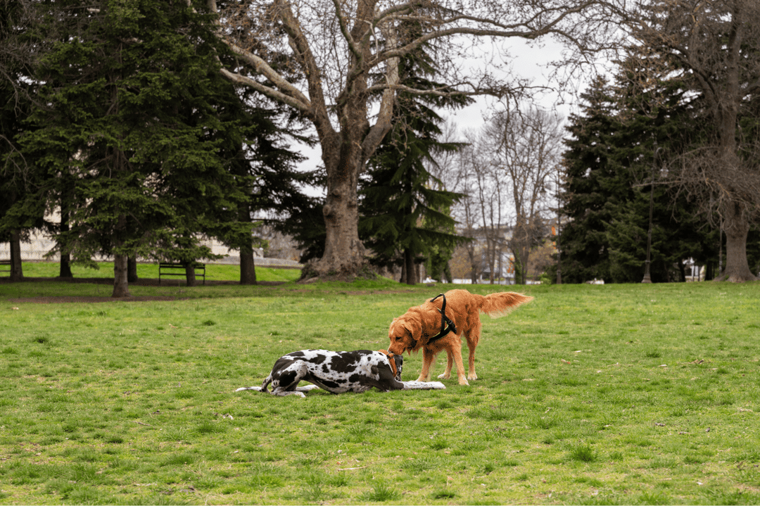 Alternatives When Dog Parks Aren't Suitable.png