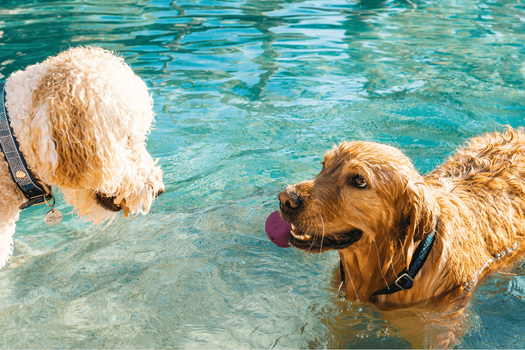 Explore the top 9 dog-friendly water spots in the Bay Area for a refreshing adventure with your furry friend. Beaches, parks, and scenic views await.