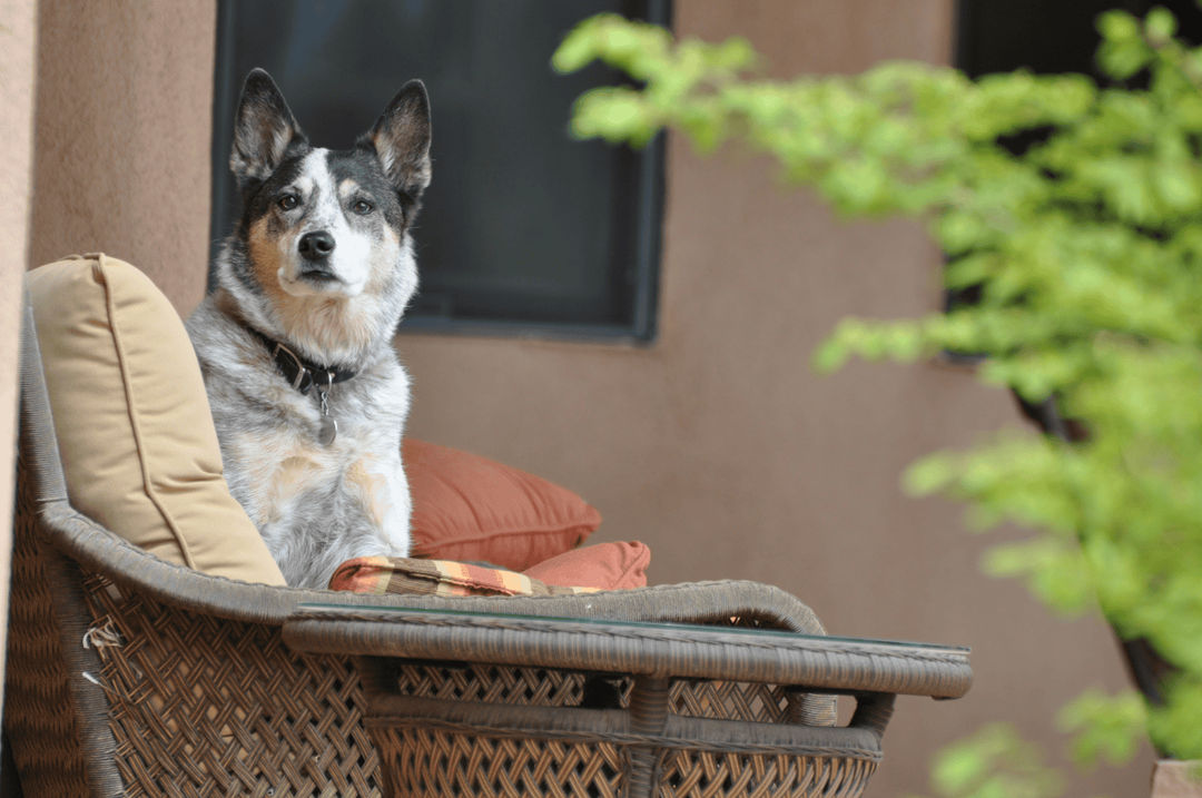 Australian Cattle Dog.png