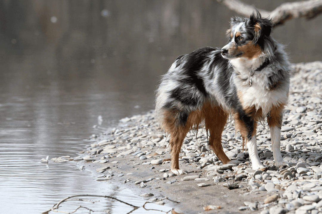 Australian Shepherd.png