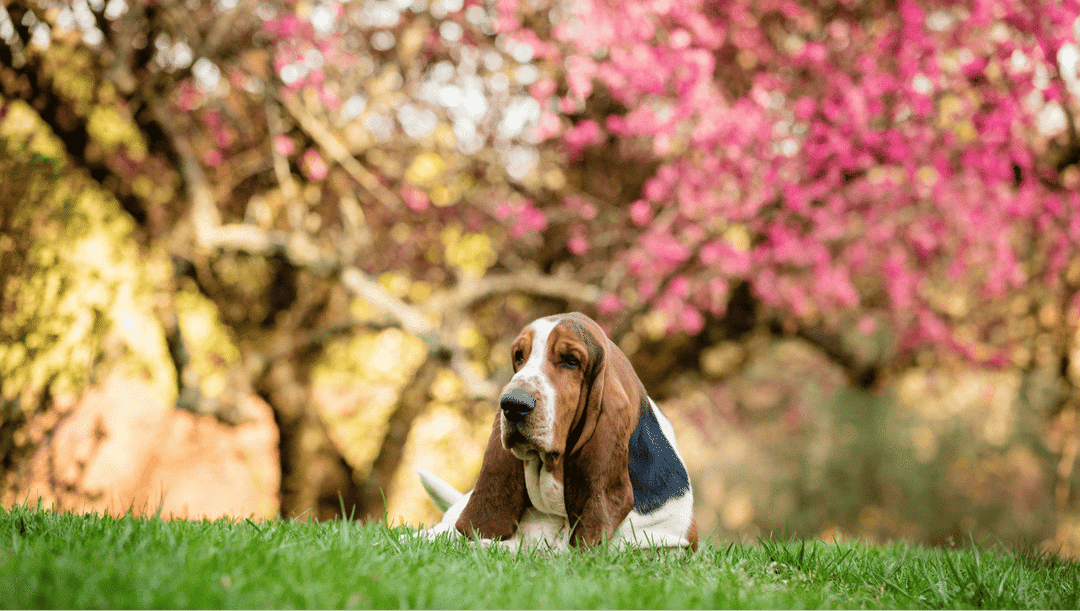 Basset Hound.png