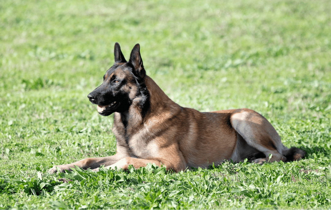 Belgian Malinois.png