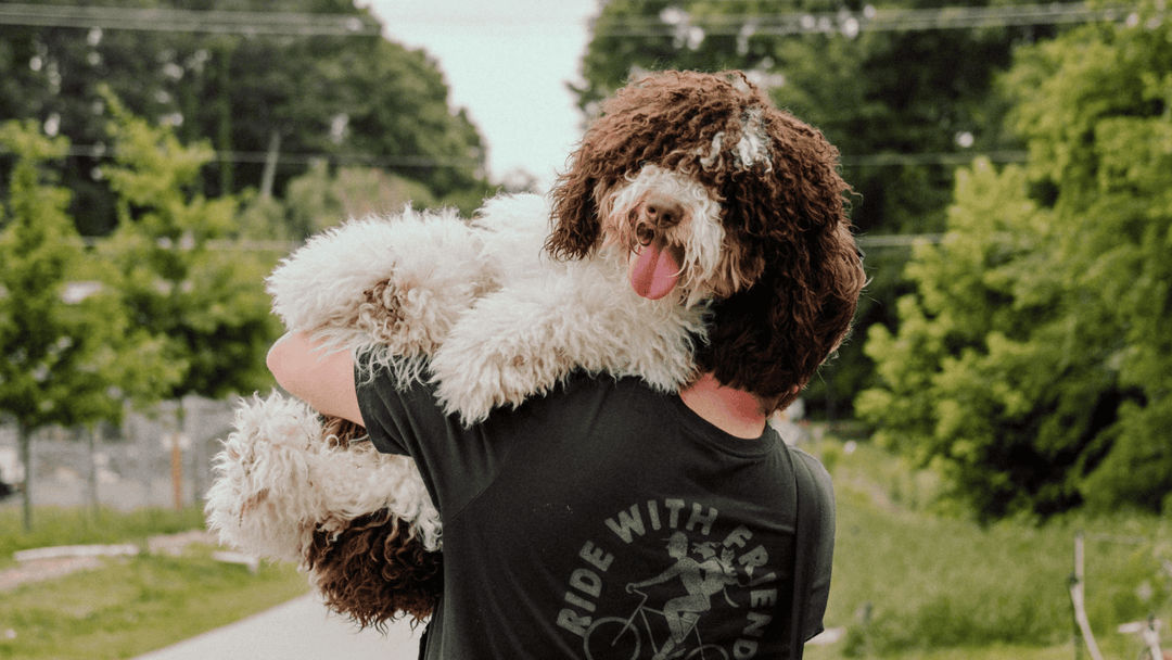 Unique Dog Breeds 2024: Find Your Rare Companion_Bernedoodle