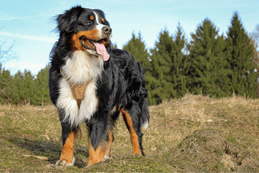 Bernese Mountain Dog.png