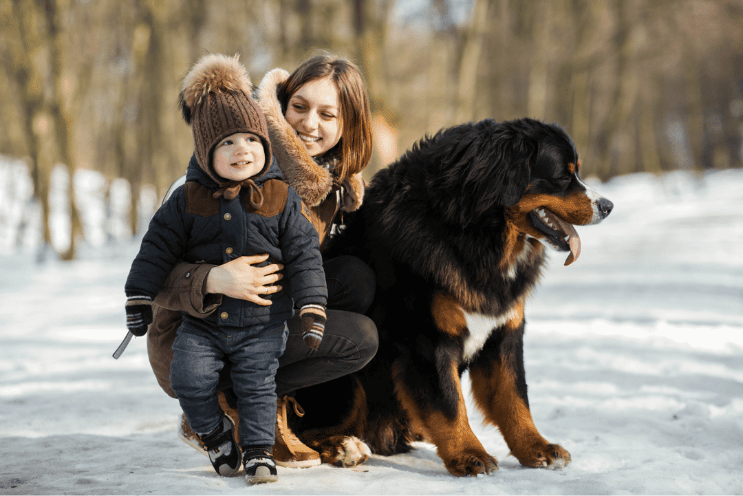 Bernese Mountain Dog.png