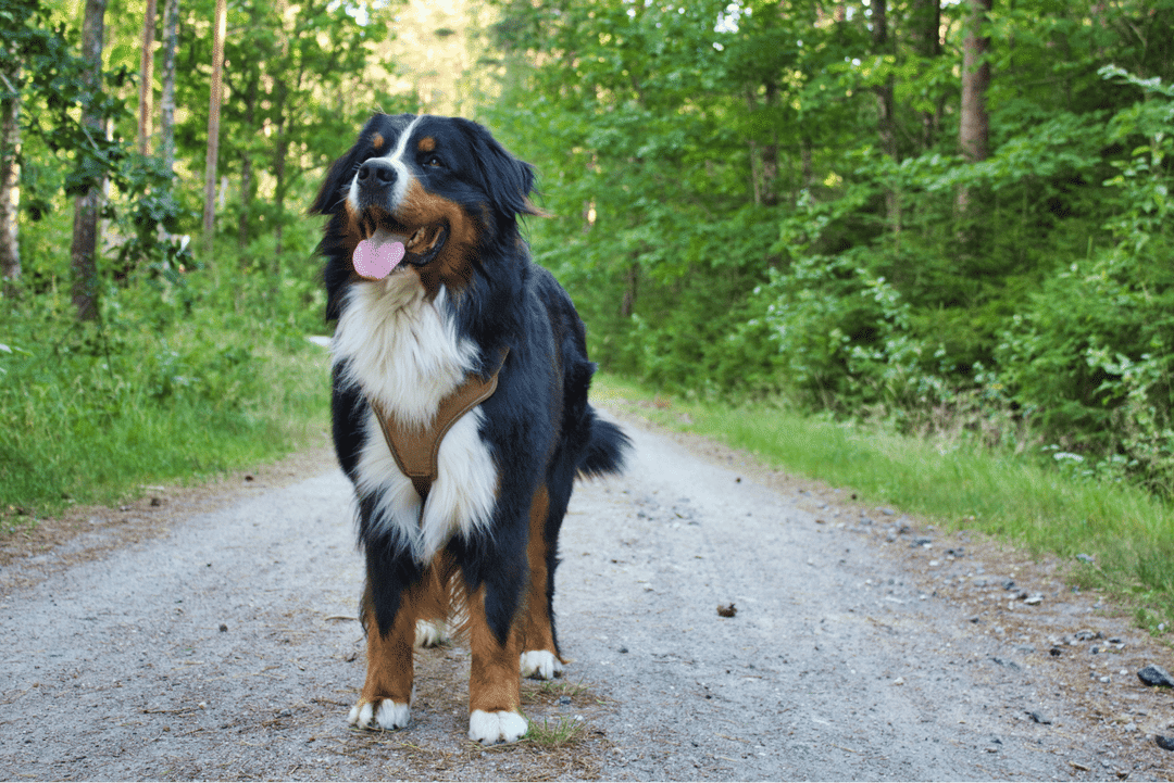 Top Dog Breeds 2023 for Active Families: Bernese Mountain Dog