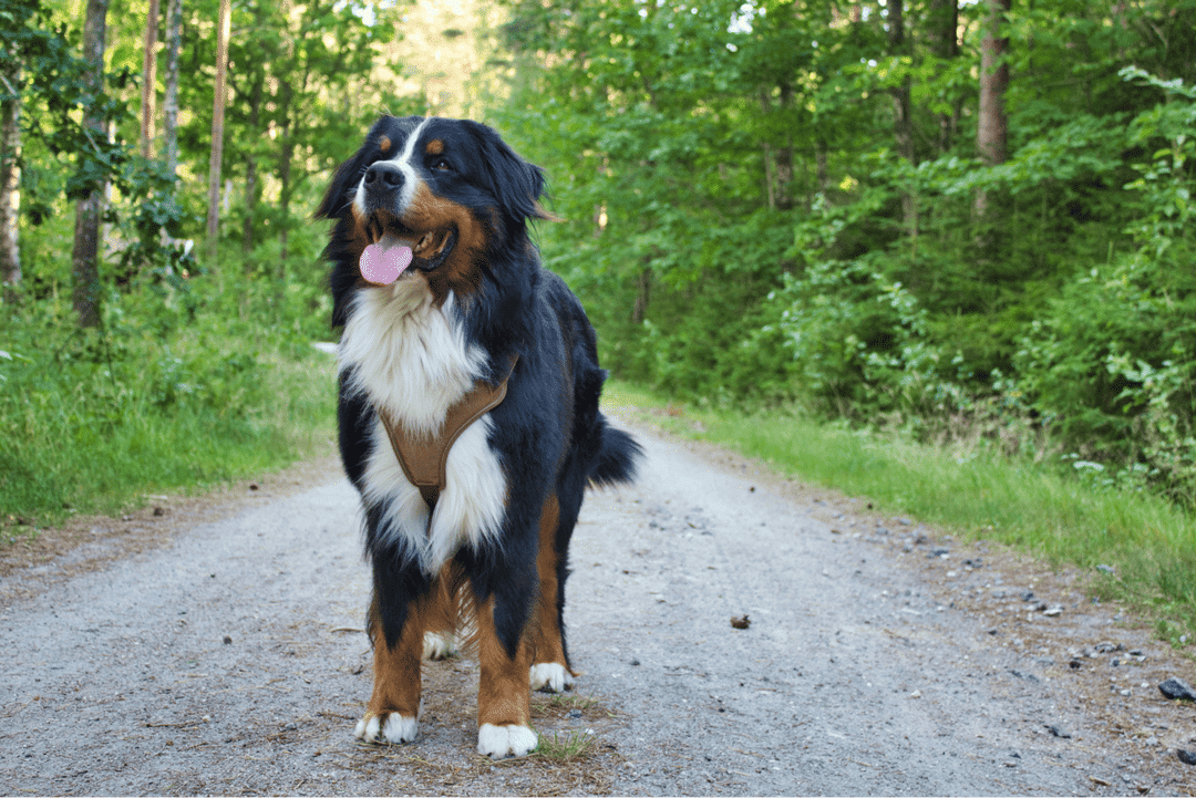 Bernese Mountain Dog.png