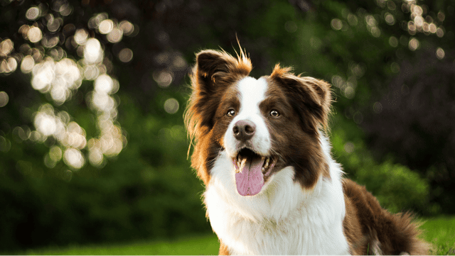  A dog sitting outdoors.