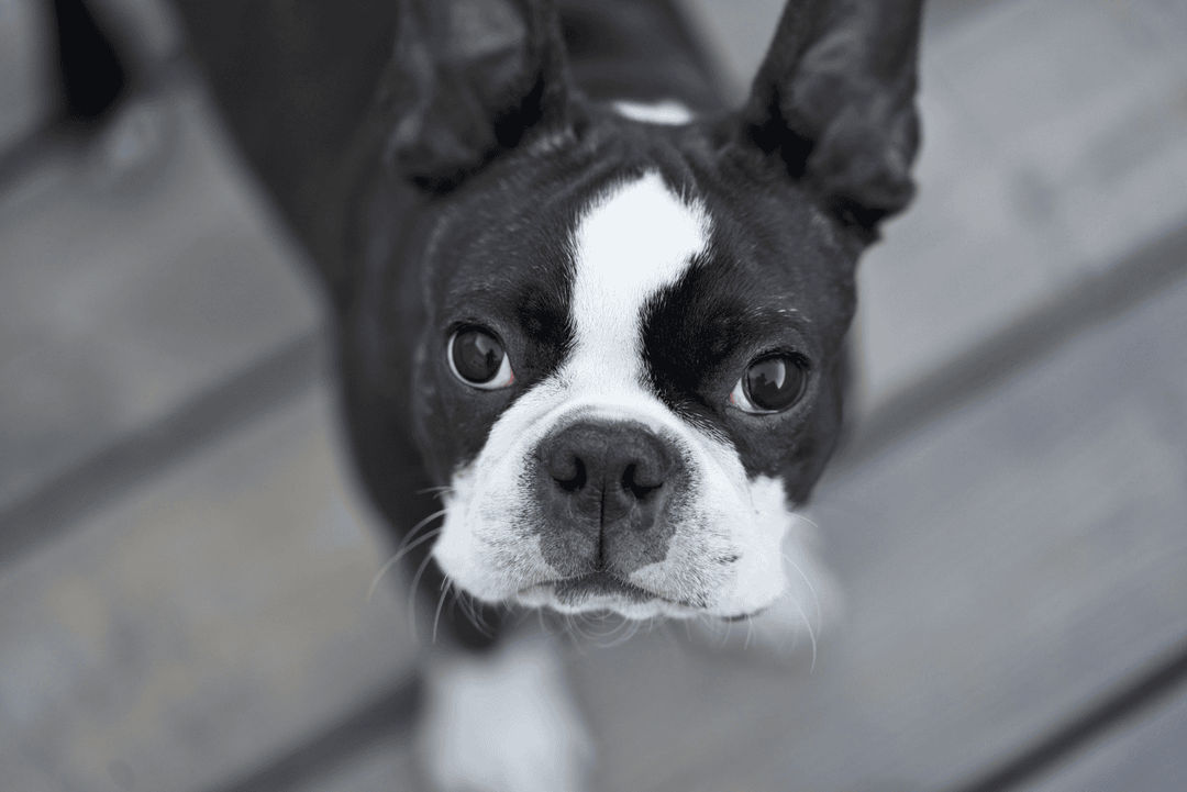 Boston Terrier.png