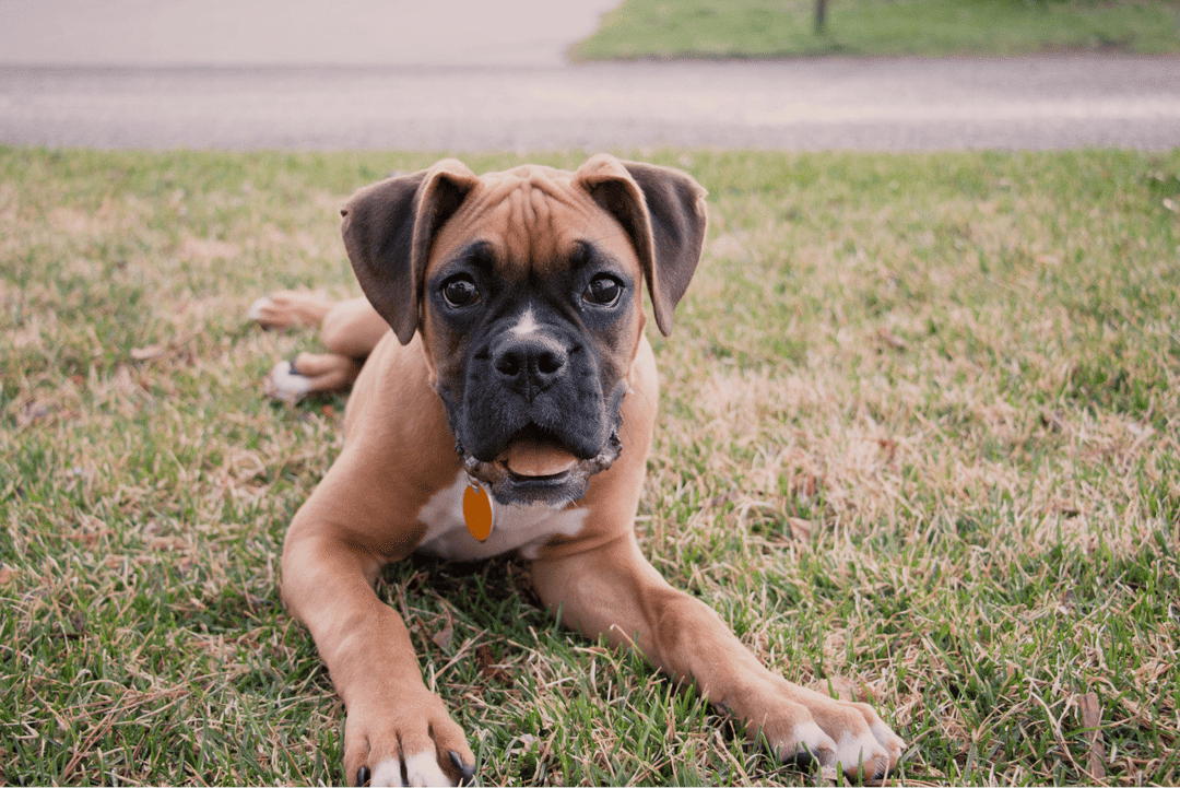 Top Dog Breeds 2023 for Active Families: Boxer