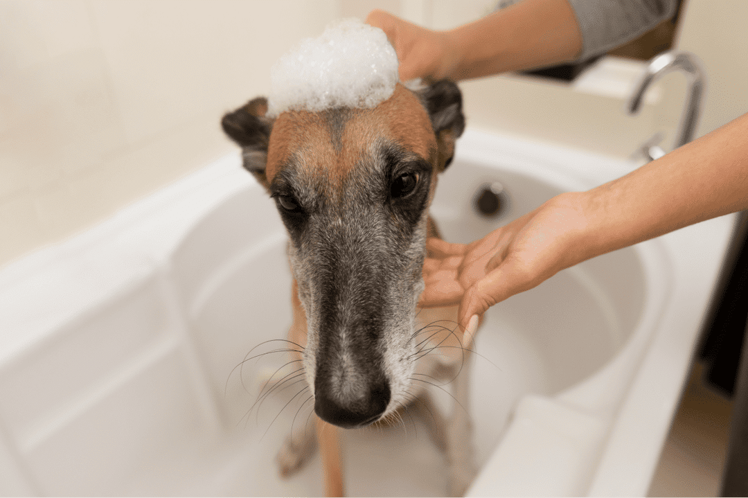 high-angle-woman-washing-dog