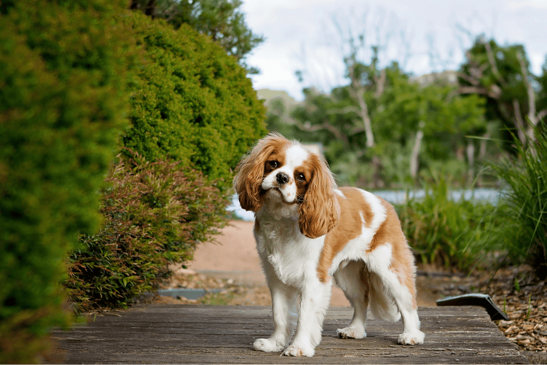 Cavalier King Charles Spaniel.png