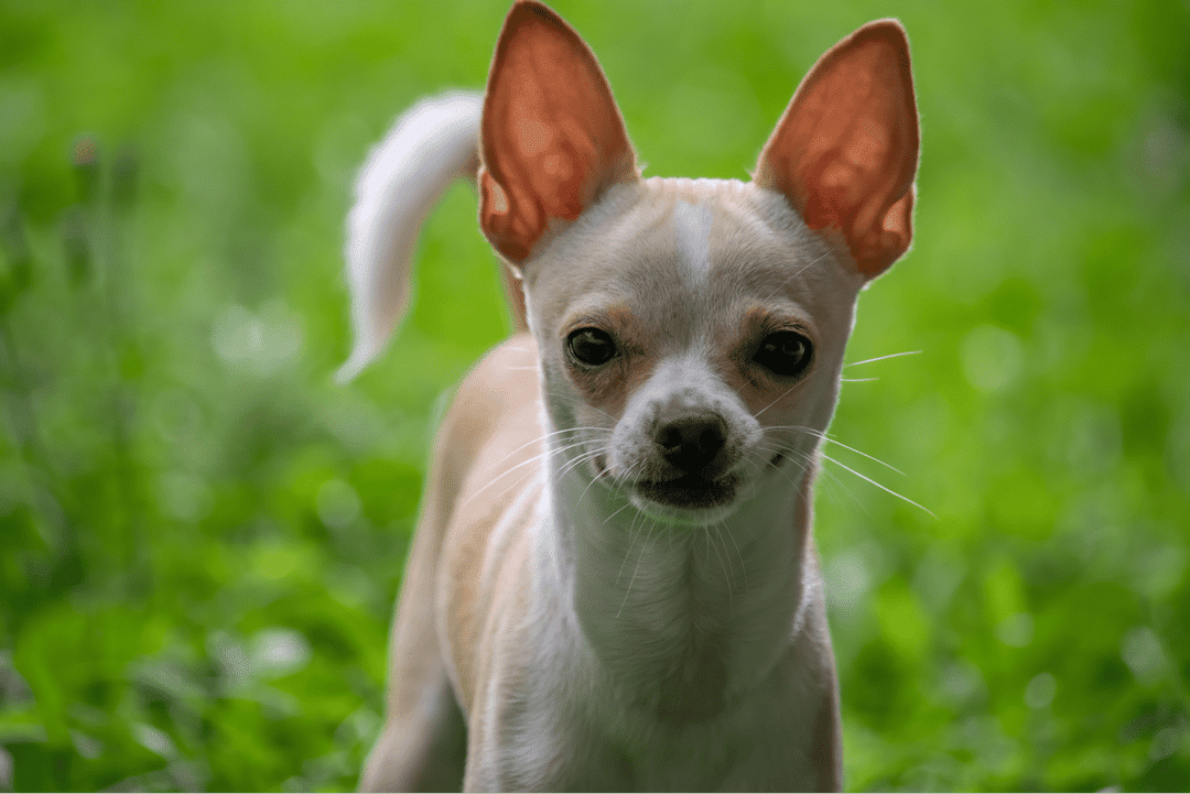 Ultimate guide to Chihuahua care: Learn to meet your dog's needs from feeding to training for a happy, healthy life together.