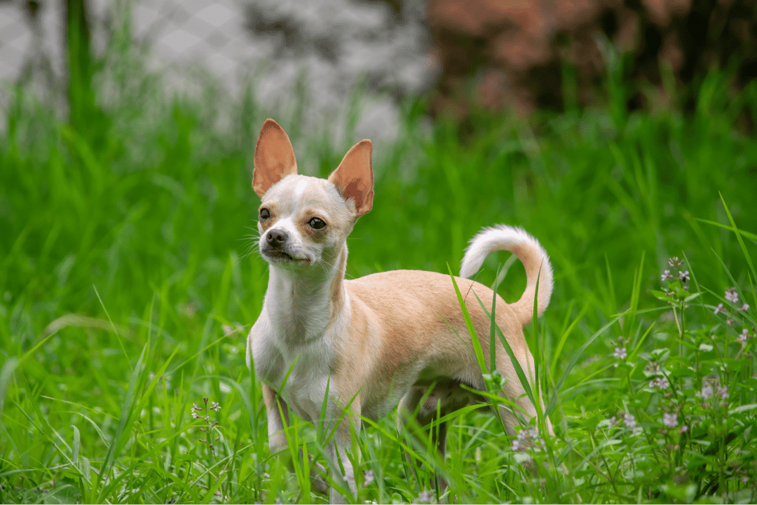 Chihuahua.png
