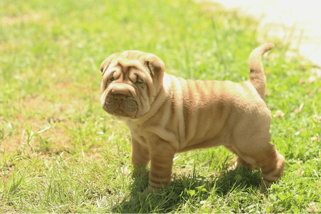 Chinese Shar-Pei.png