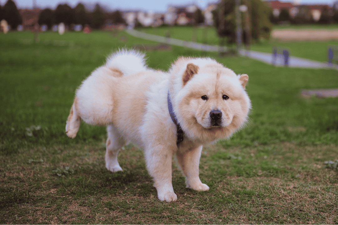 Chow Chow.png