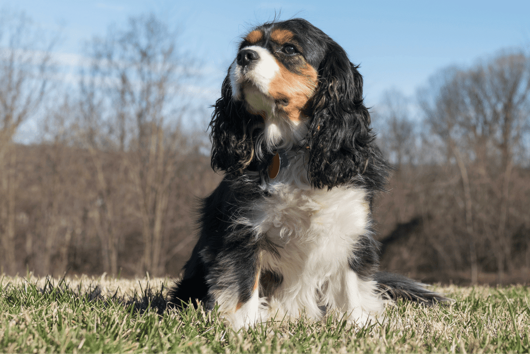 Cocker Spaniel.png