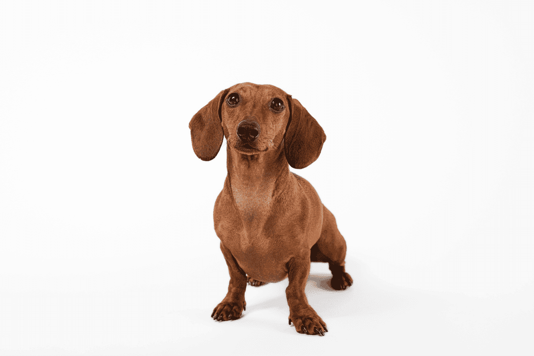 Explore effective strategies for diagnosing and treating Intervertebral Disc Disease (IVDD) in Dachshunds, including both surgical and non-surgical options.