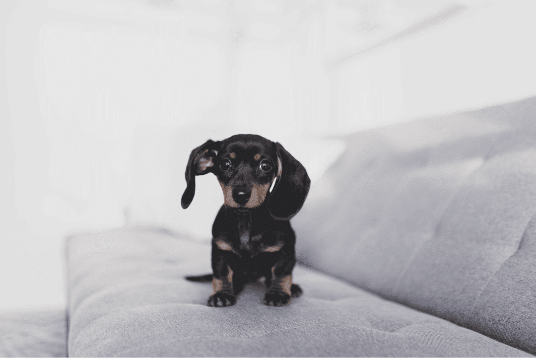 Dachshund (Miniature).png