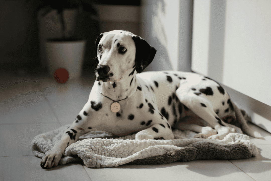 Dalmatian.png