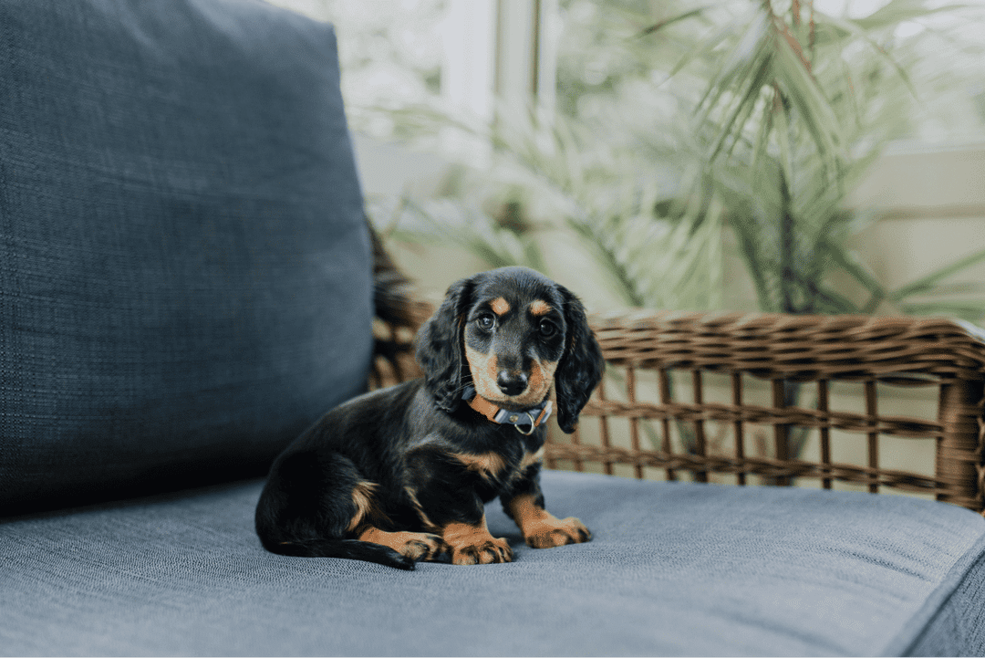 Explore the unique world of Dachshunds, from their courageous heart to care essentials. Learn how to nurture a joyful life with this affectionate and spirited breed.