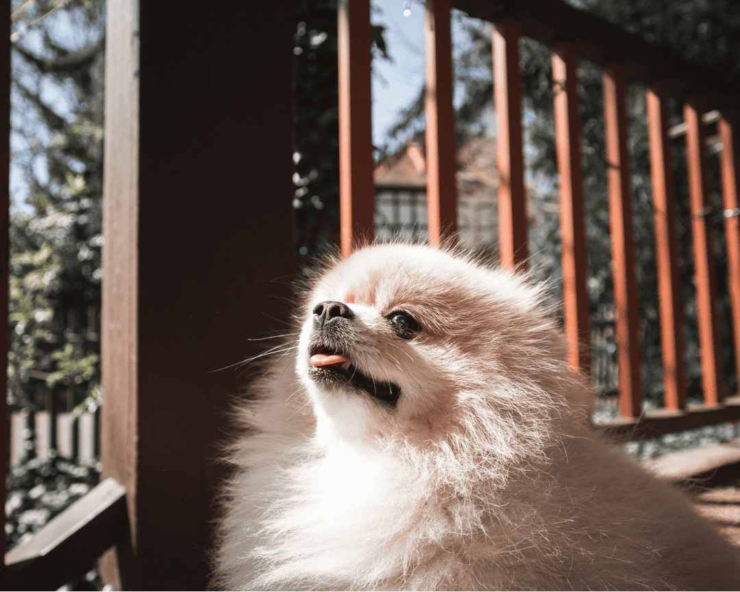 Discover the vibrant world of Pomeranians, from their playful energy to care essentials. Learn how to provide the best life for this affectionate and spirited breed.