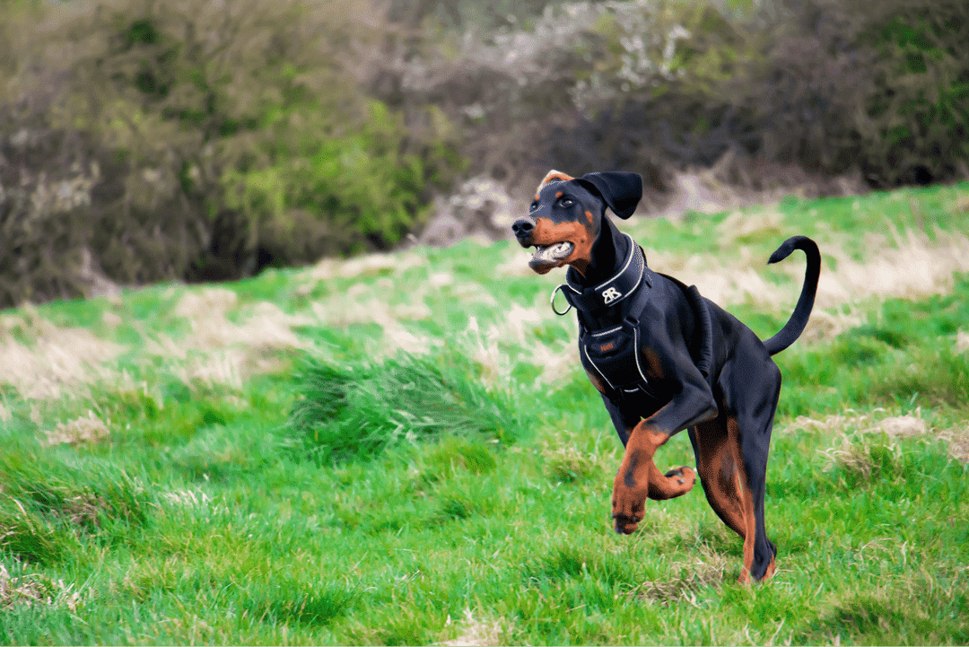 Doberman Pinscher.png