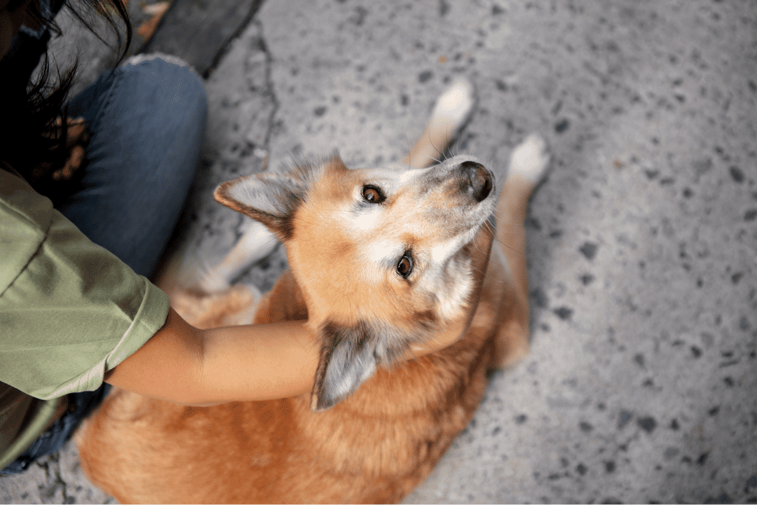 Dog training without punishment