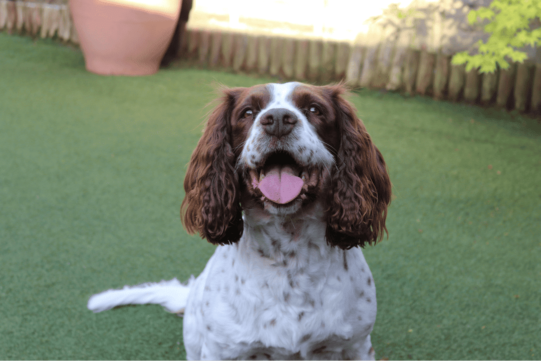 English Springer Spaniel.png