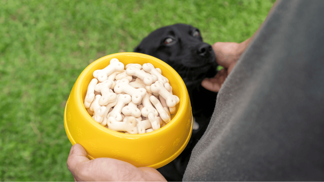 Understand the vital role of calcium in your dog’s diet, learn how to calculate the right dosage based on age and breed, and discover natural sources and supplements.