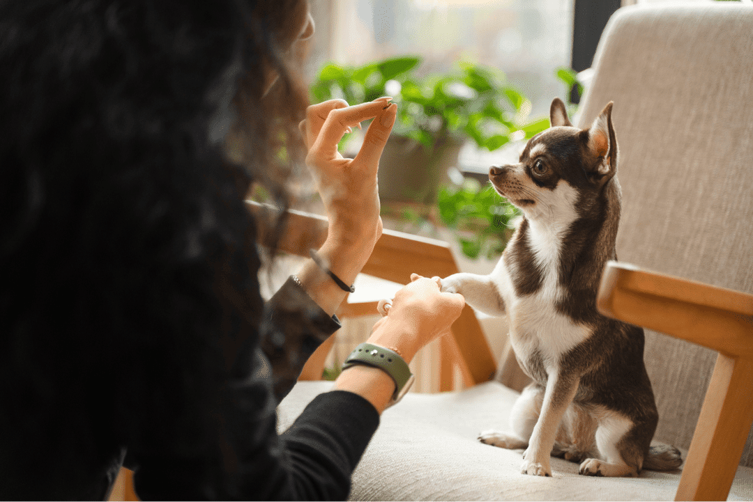 Essential steps to socialize your puppy early!