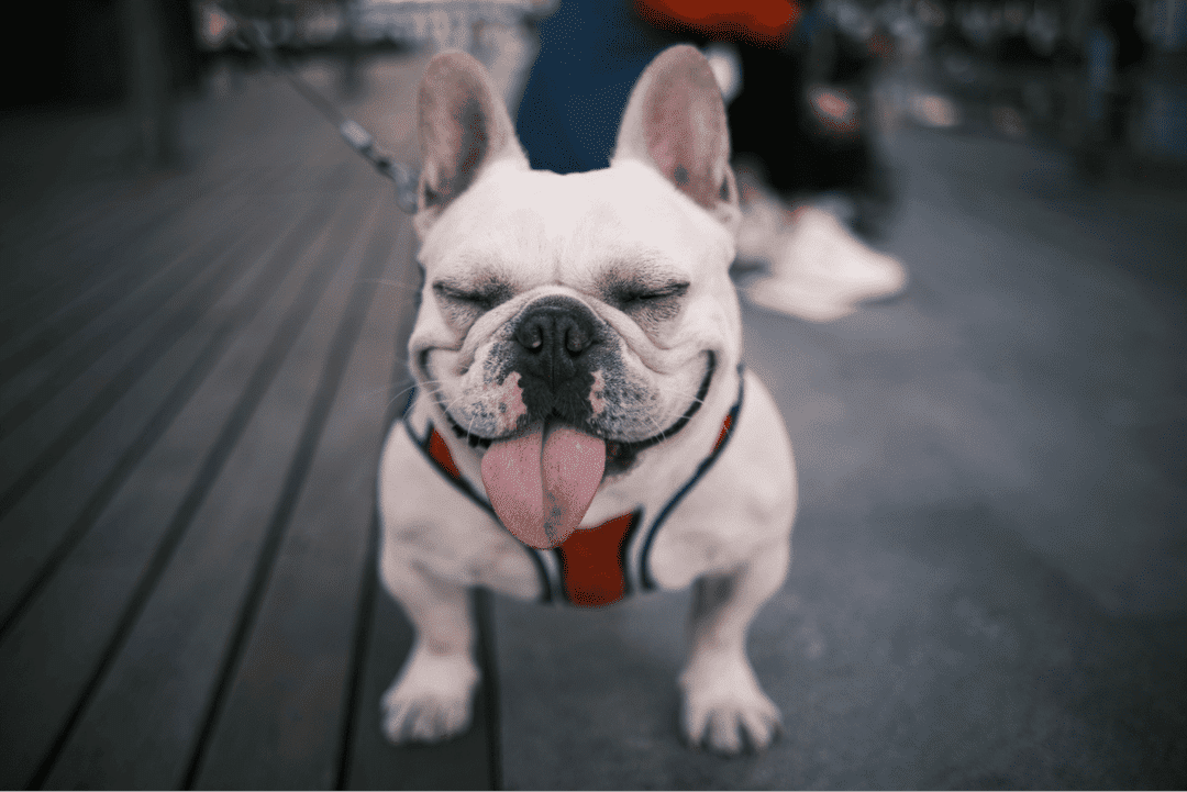 Explore the world of French Bulldogs: Understand their playful personality, health considerations, and care tips to become the ideal Frenchie owner.