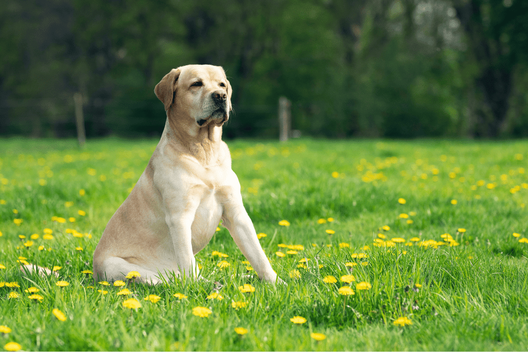 Dive into the world of Labrador Retrievers with our comprehensive guide on adoption, characteristics, training, and health care for America's favorite dog.