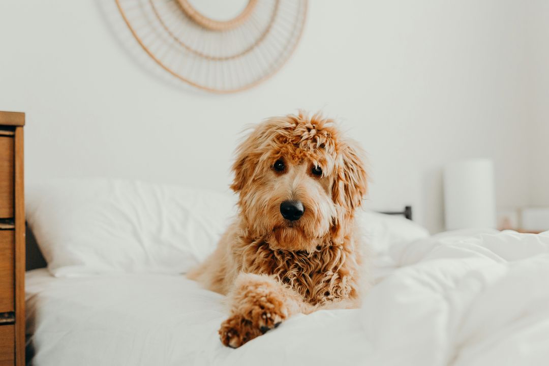 Top Hypoallergenic Dogs 2024: Goldendoodle