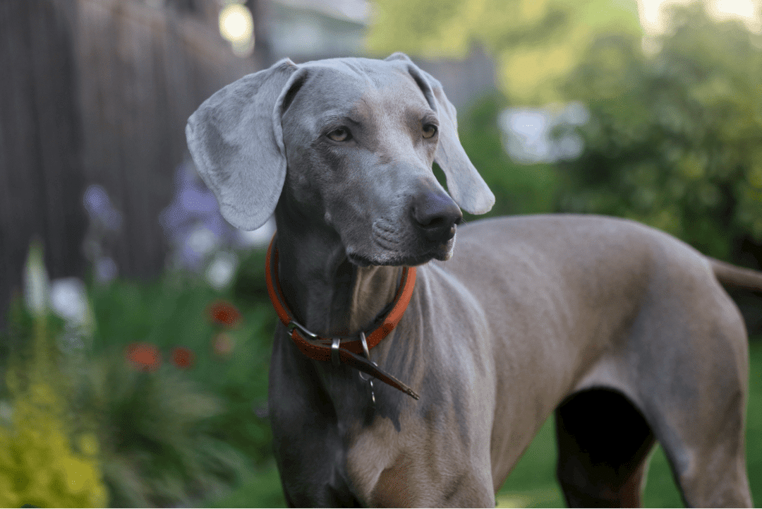 Top Dog Breeds 2023 for Active Families: Great Dane