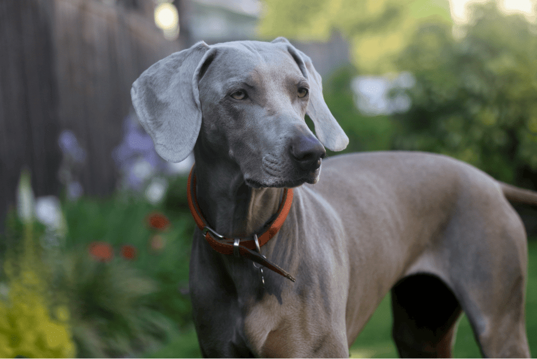 Great Dane.png