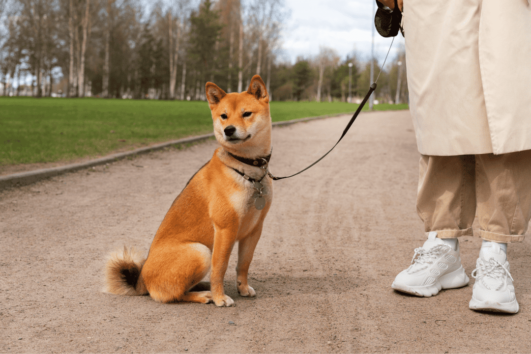 Discover how to train your dog to walk on a leash. Get tips on equipment, commands, and handling challenges for stress-free, enjoyable walks with your dog.