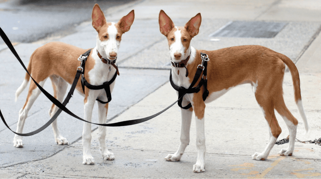 Ibizan Hound.png