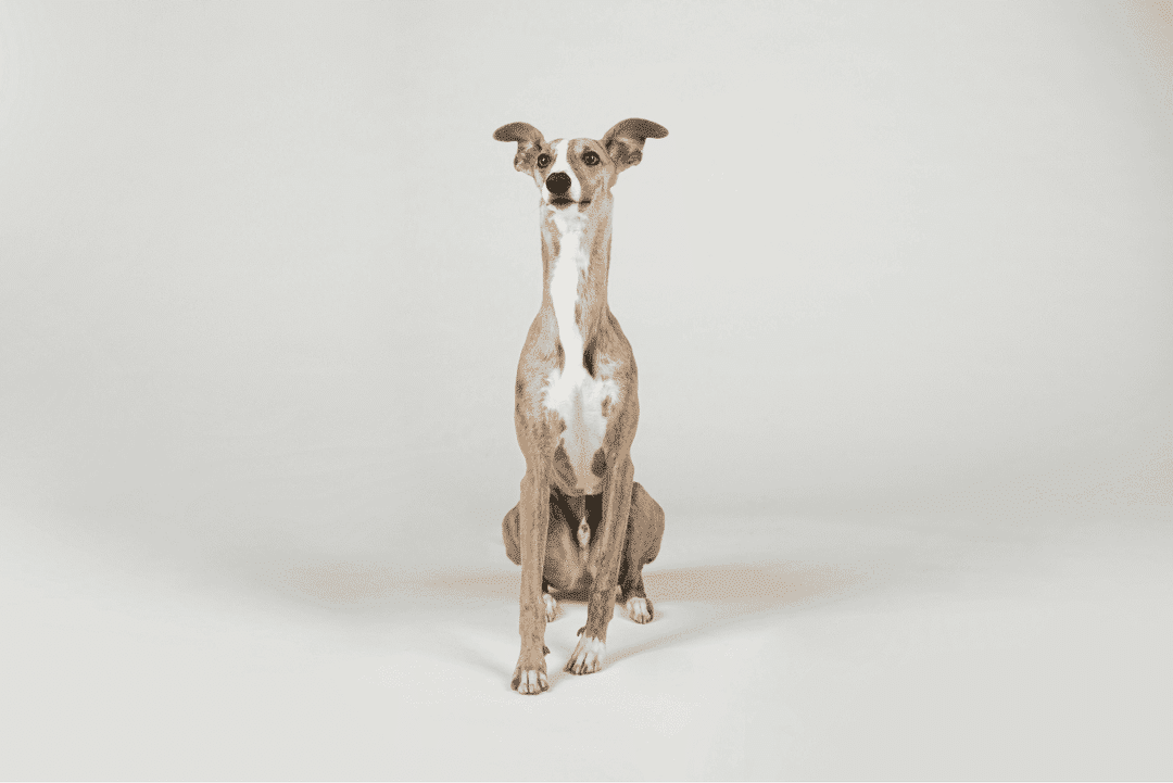 Italian Greyhound.png