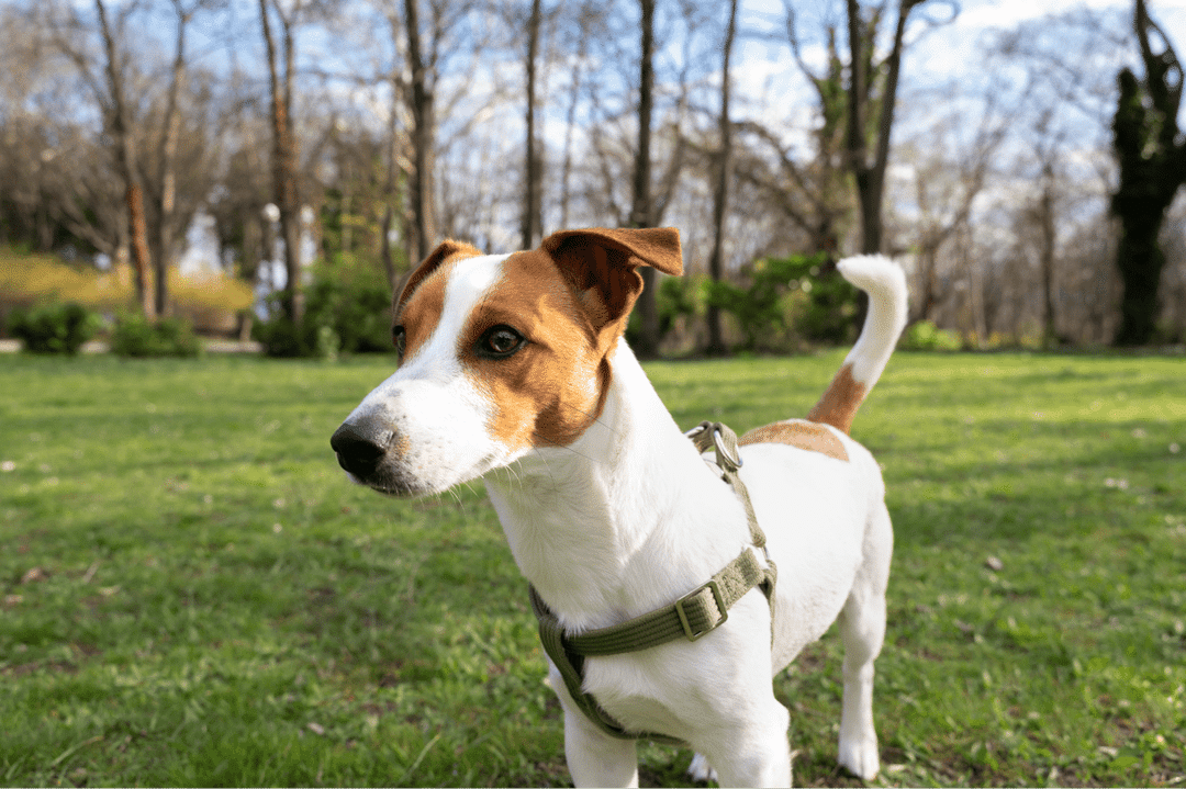 Jack Russell Terrier.png